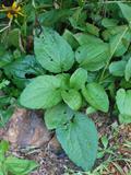 Rudbeckia Hirta